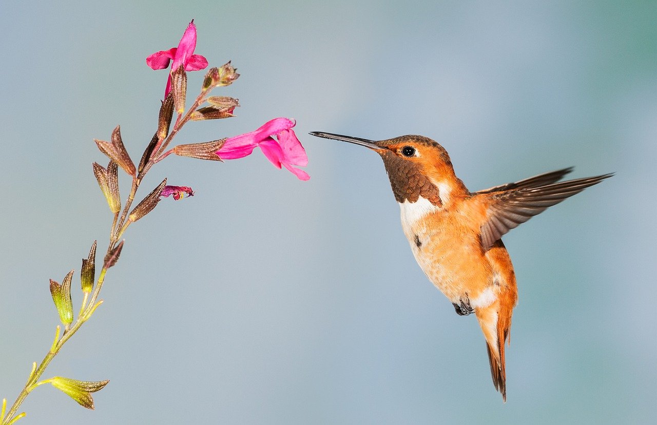 hummingbird, bird, nature-5255827.jpg